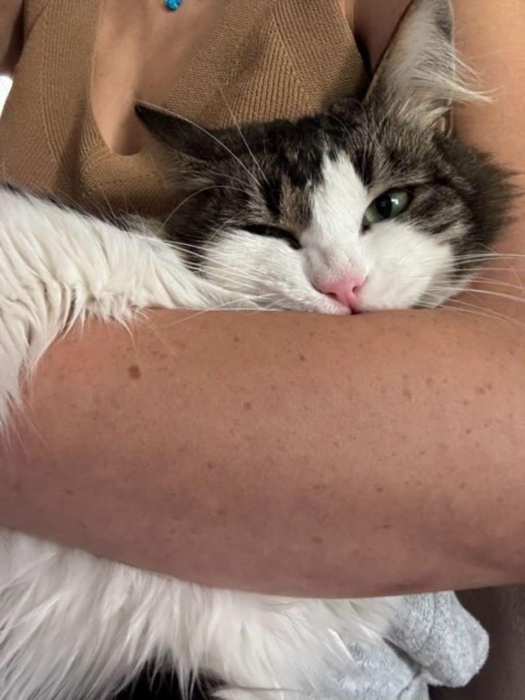 Enlarge Tofu, an adopted mixed breed in BEVERLY HILLS, CA image 1/4