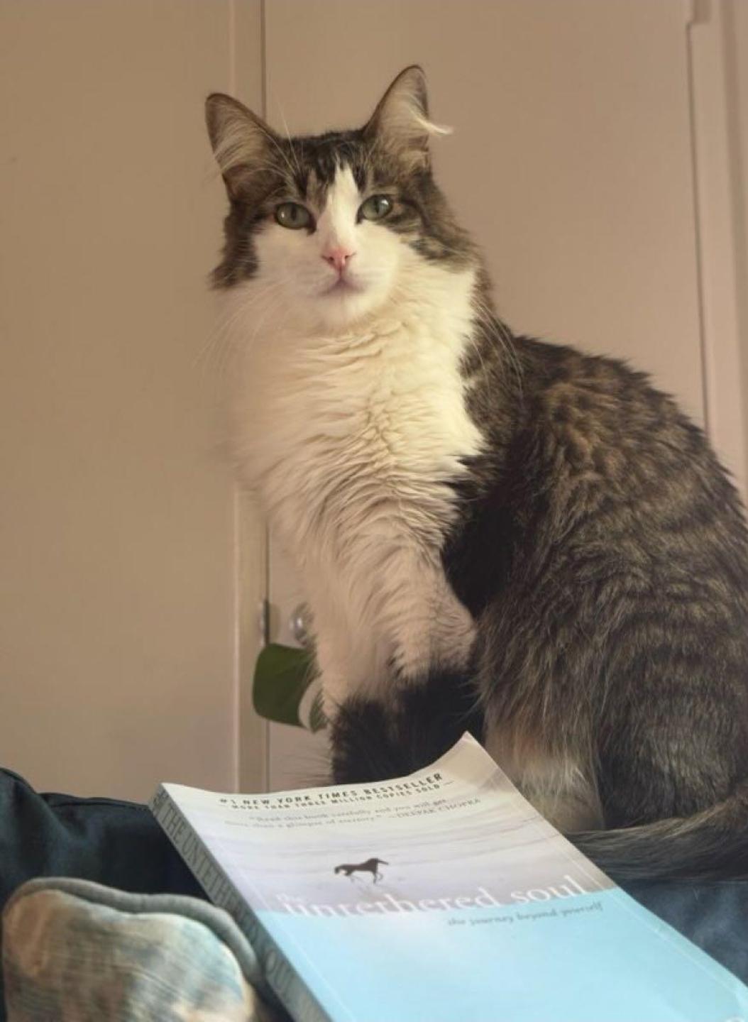 Enlarge Tofu, an adopted mixed breed in BEVERLY HILLS, CA image 4/4