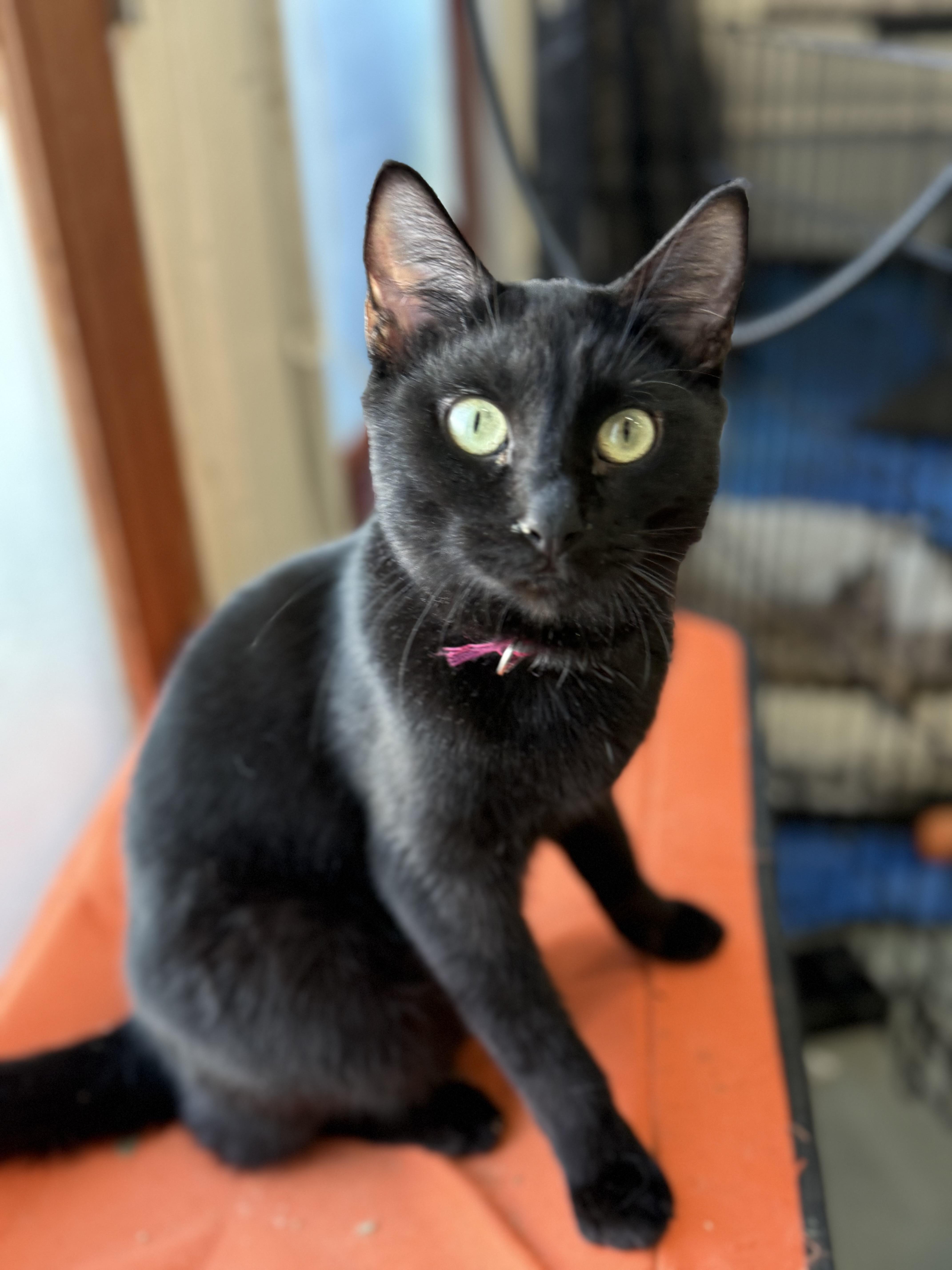 Enlarge Bianca, a Adoptable Domestic Short Hair in Crockett, CA image 1/1