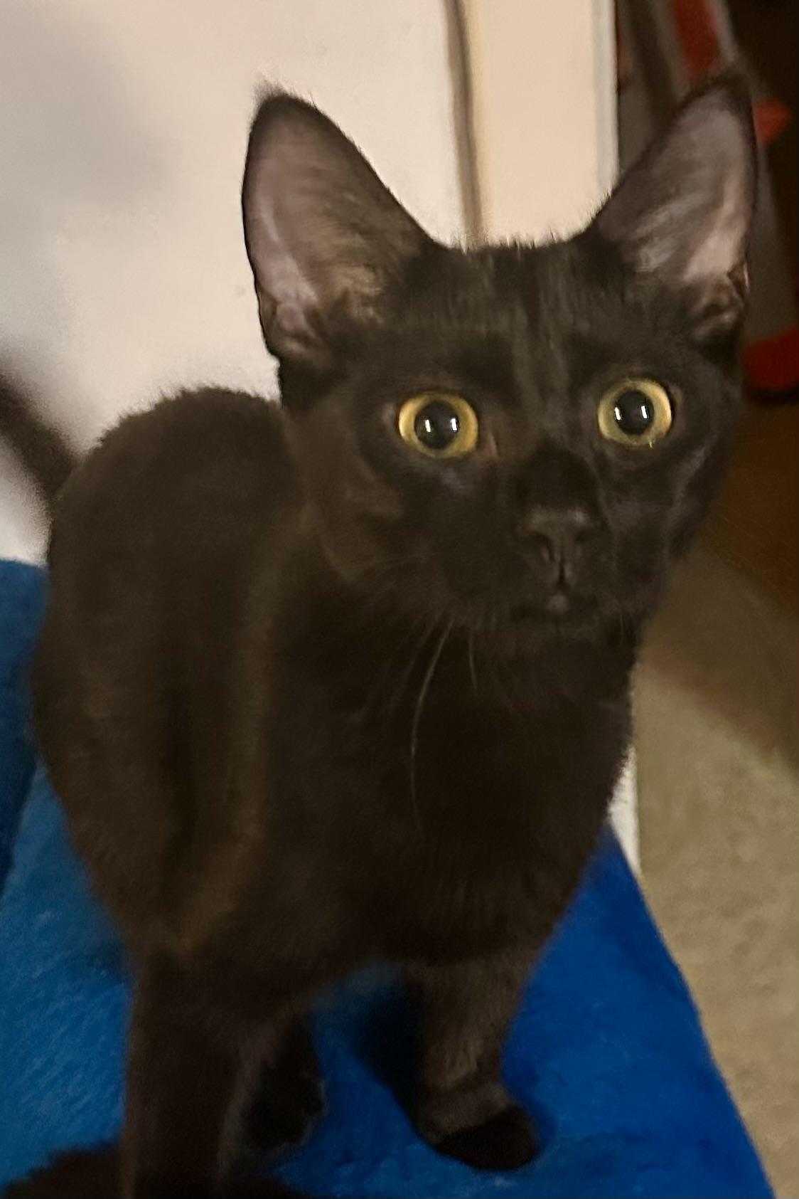 Enlarge Noire, a Adoptable Domestic Short Hair in Fayetteville, NC image 3/6