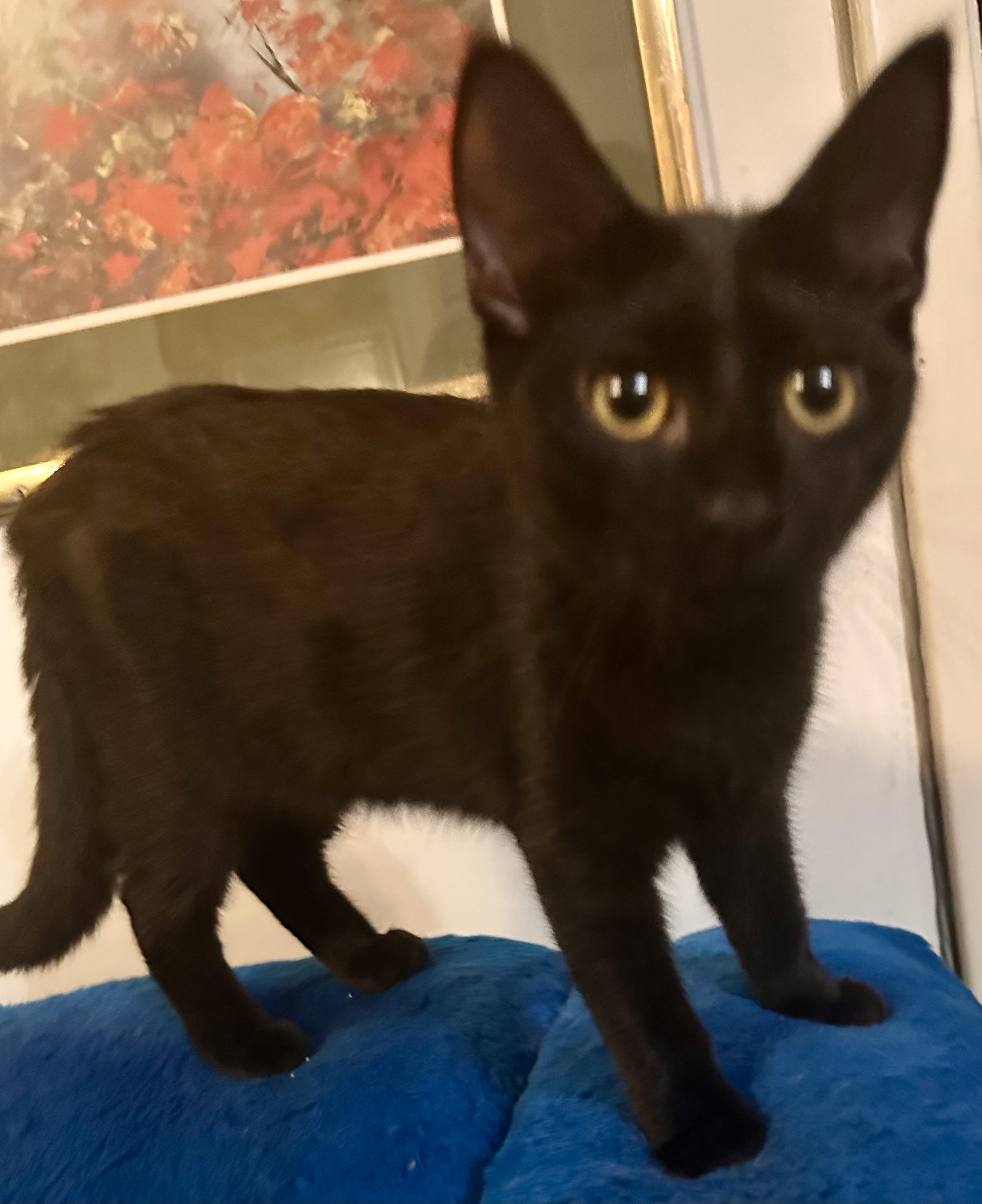 Enlarge Noire, a Adoptable Domestic Short Hair in Fayetteville, NC image 5/6