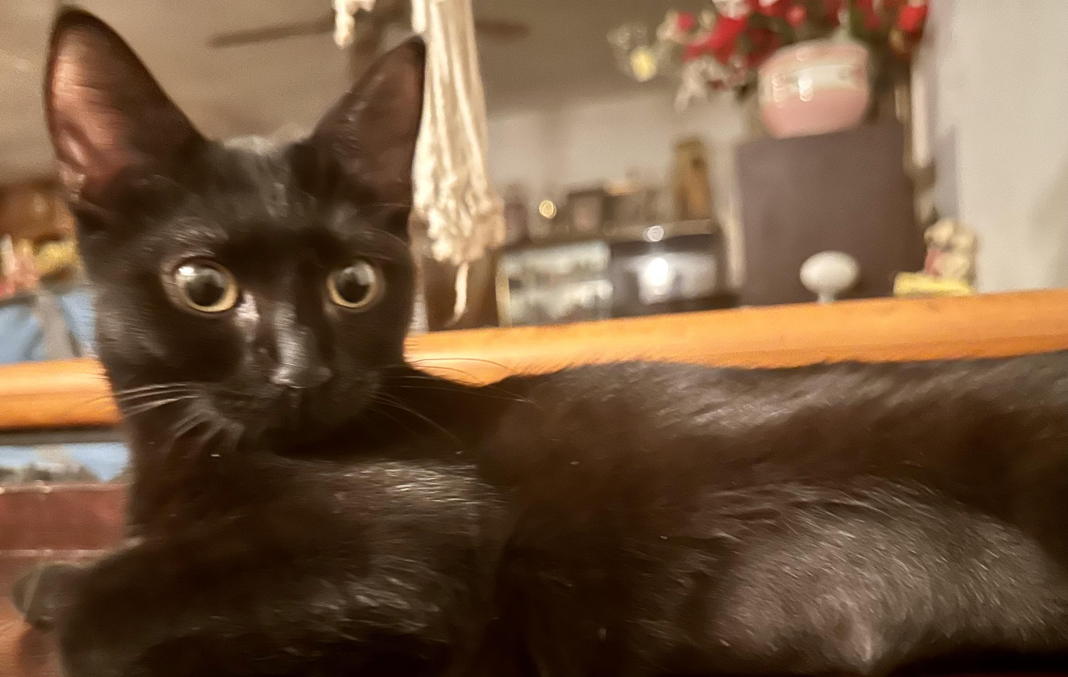 Enlarge Noire, a Adoptable Domestic Short Hair in Fayetteville, NC image 6/6