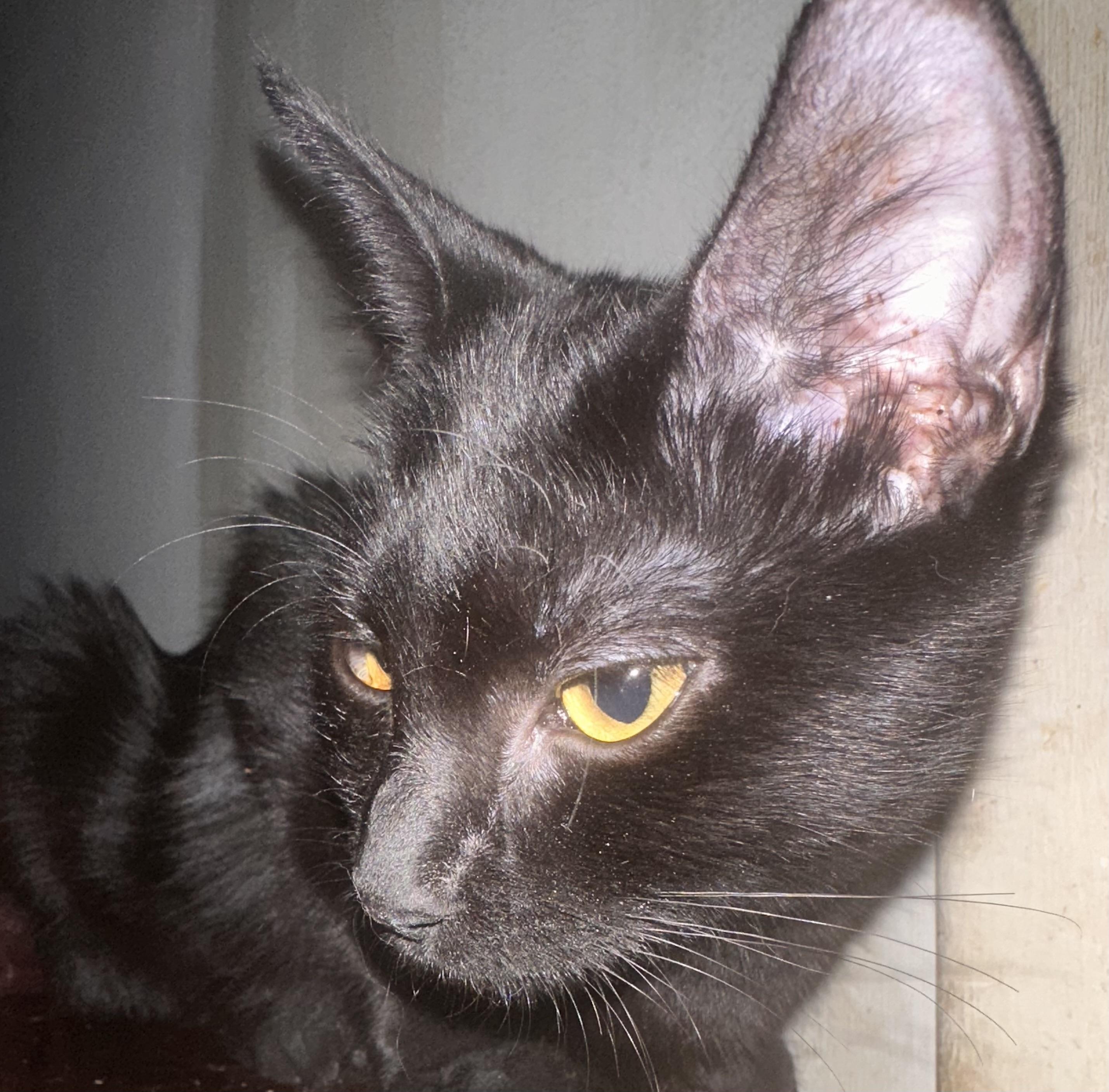 Enlarge Noire, a Adoptable Domestic Short Hair in Fayetteville, NC image 2/6
