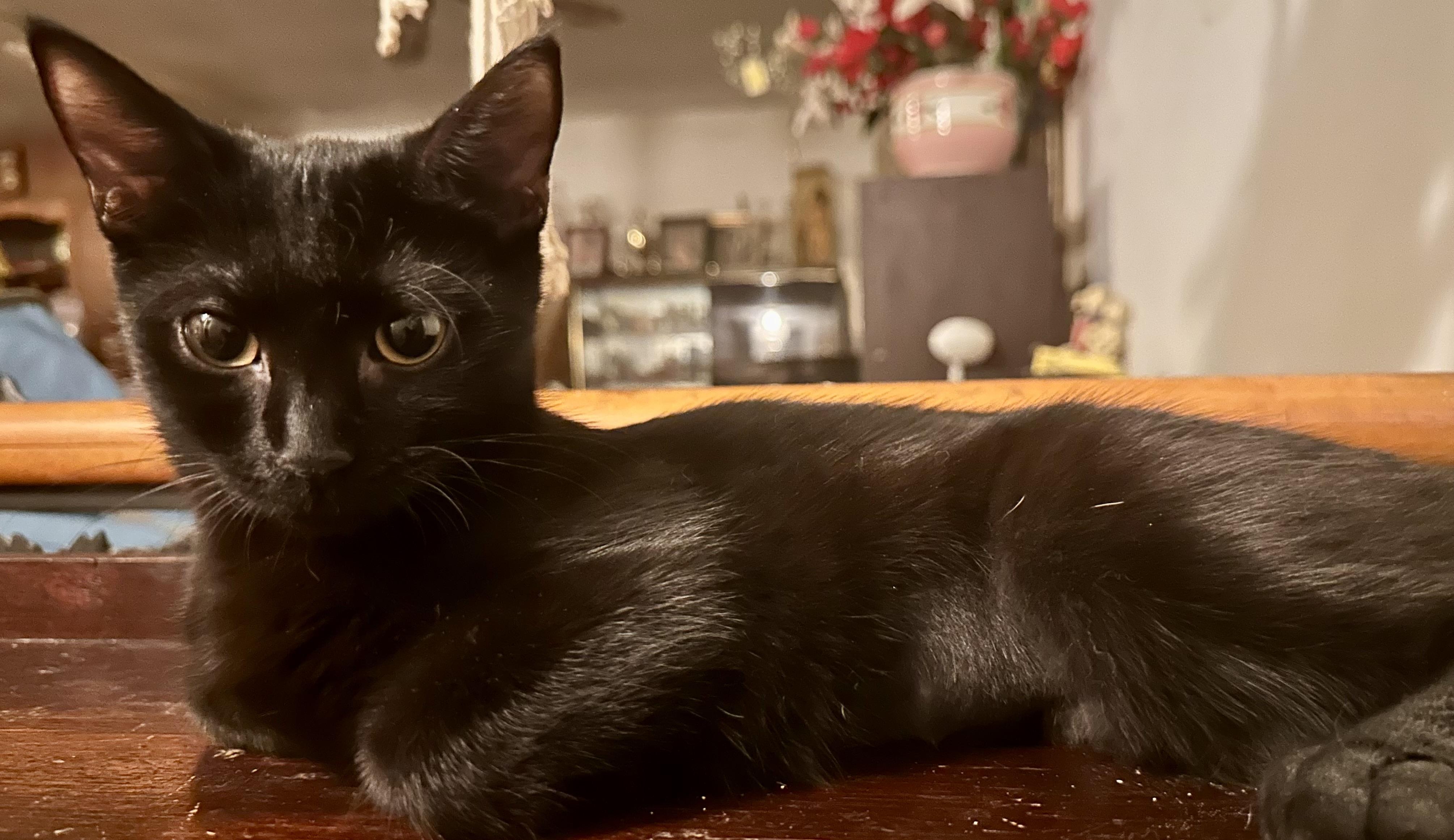 Enlarge Noire, a Adoptable Domestic Short Hair in Fayetteville, NC image 1/6