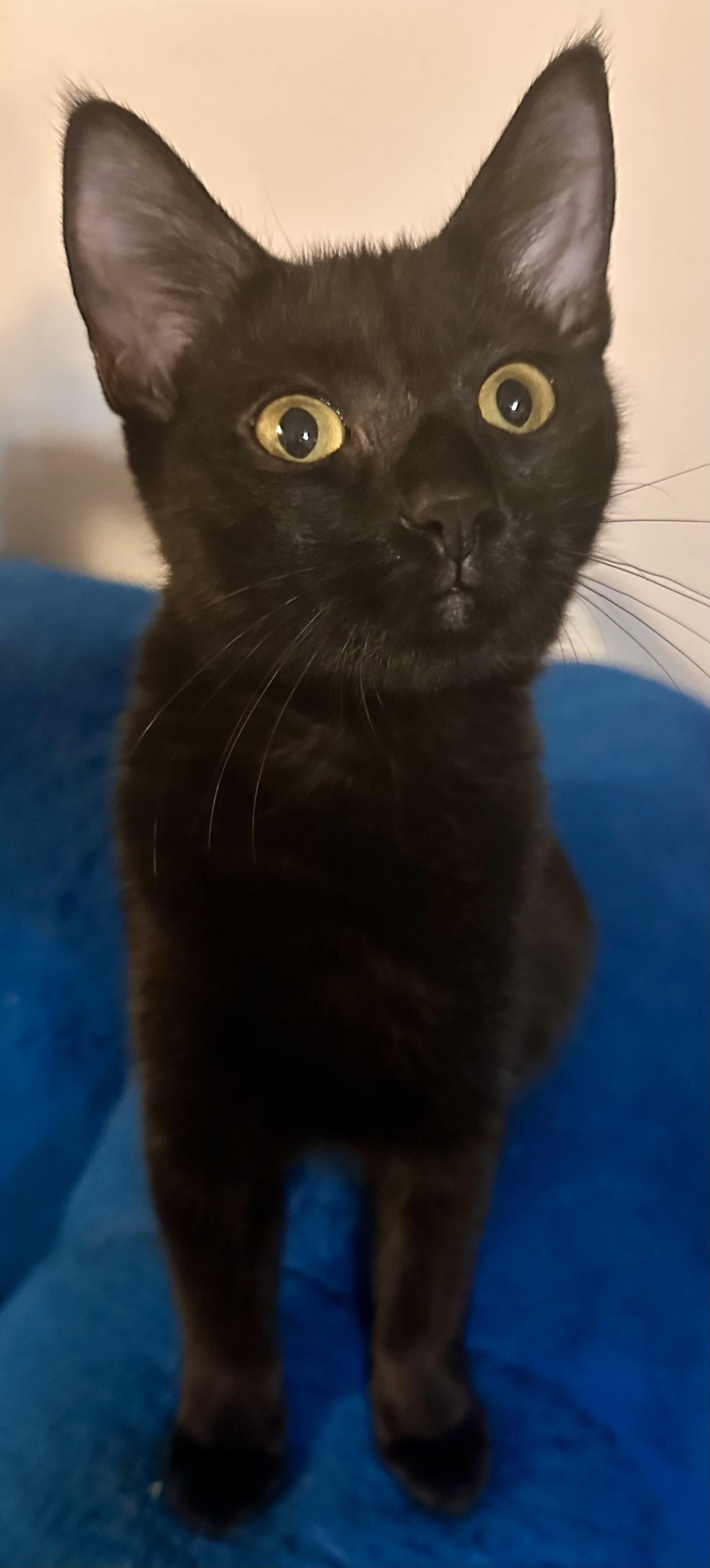 Enlarge Noire, a Adoptable Domestic Short Hair in Fayetteville, NC image 4/6