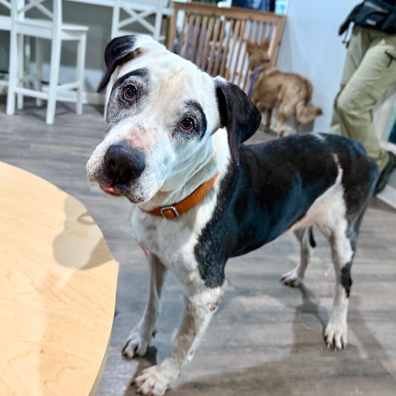 Frida Golden Girl Glow