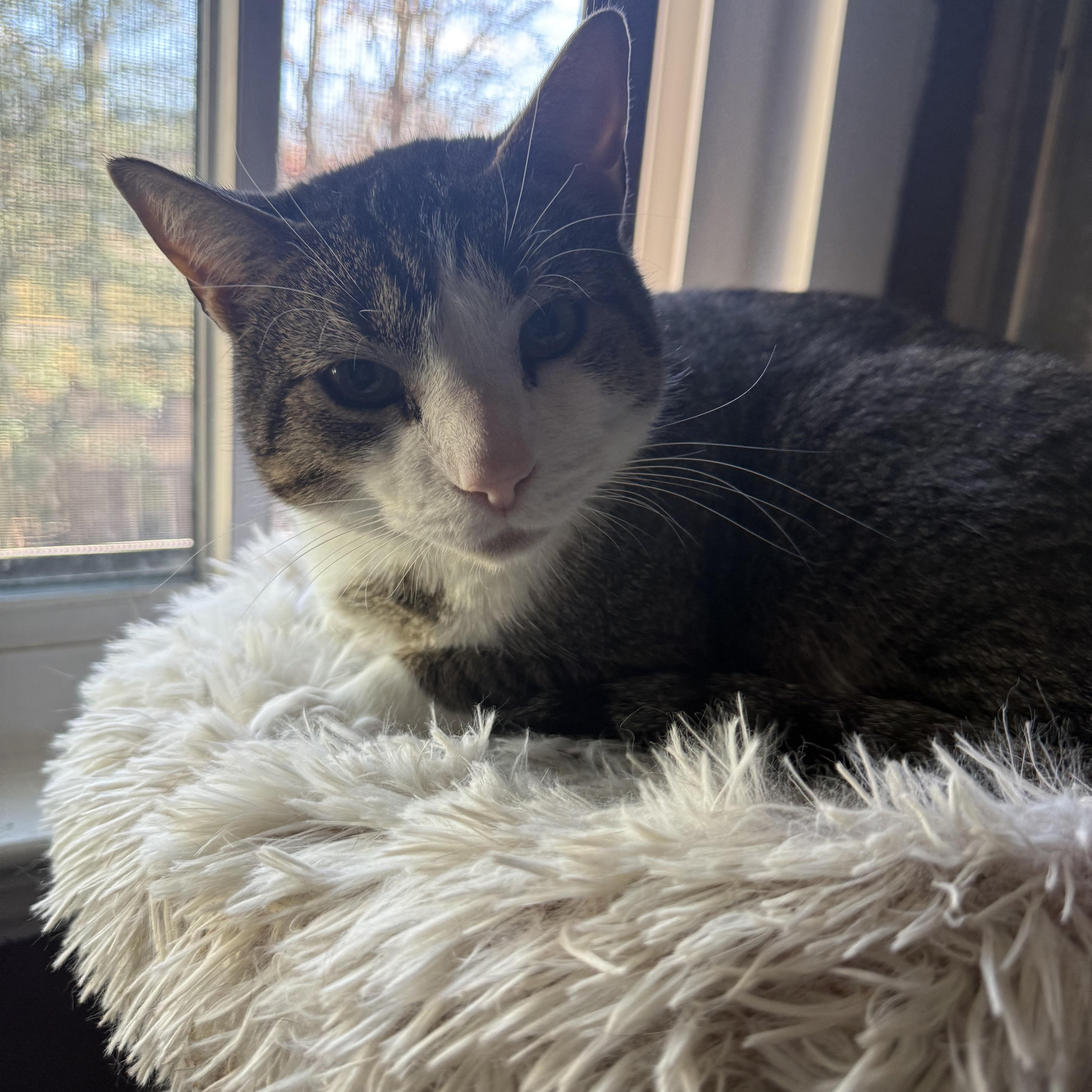 Enlarge Dot 2, an adoptable Domestic Short Hair in Fairfax, VA image 3/6