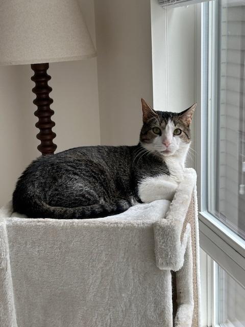 Enlarge Dot 2, an adoptable Domestic Short Hair in Fairfax, VA image 6/6