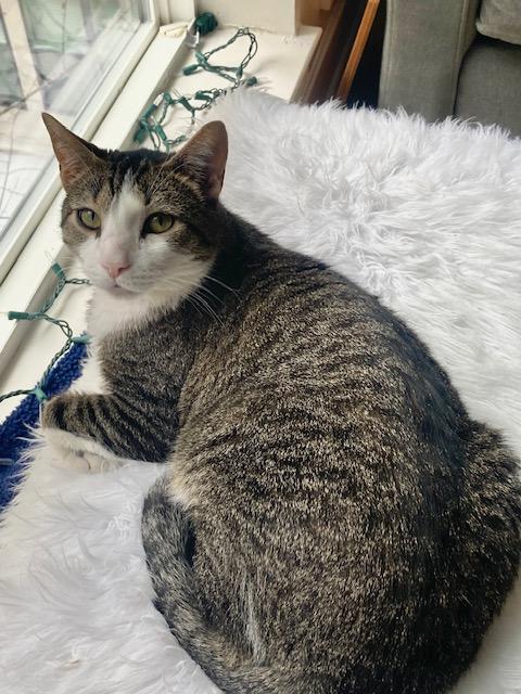 Dot 2, adoptable, Adult Male Domestic Short Hair.