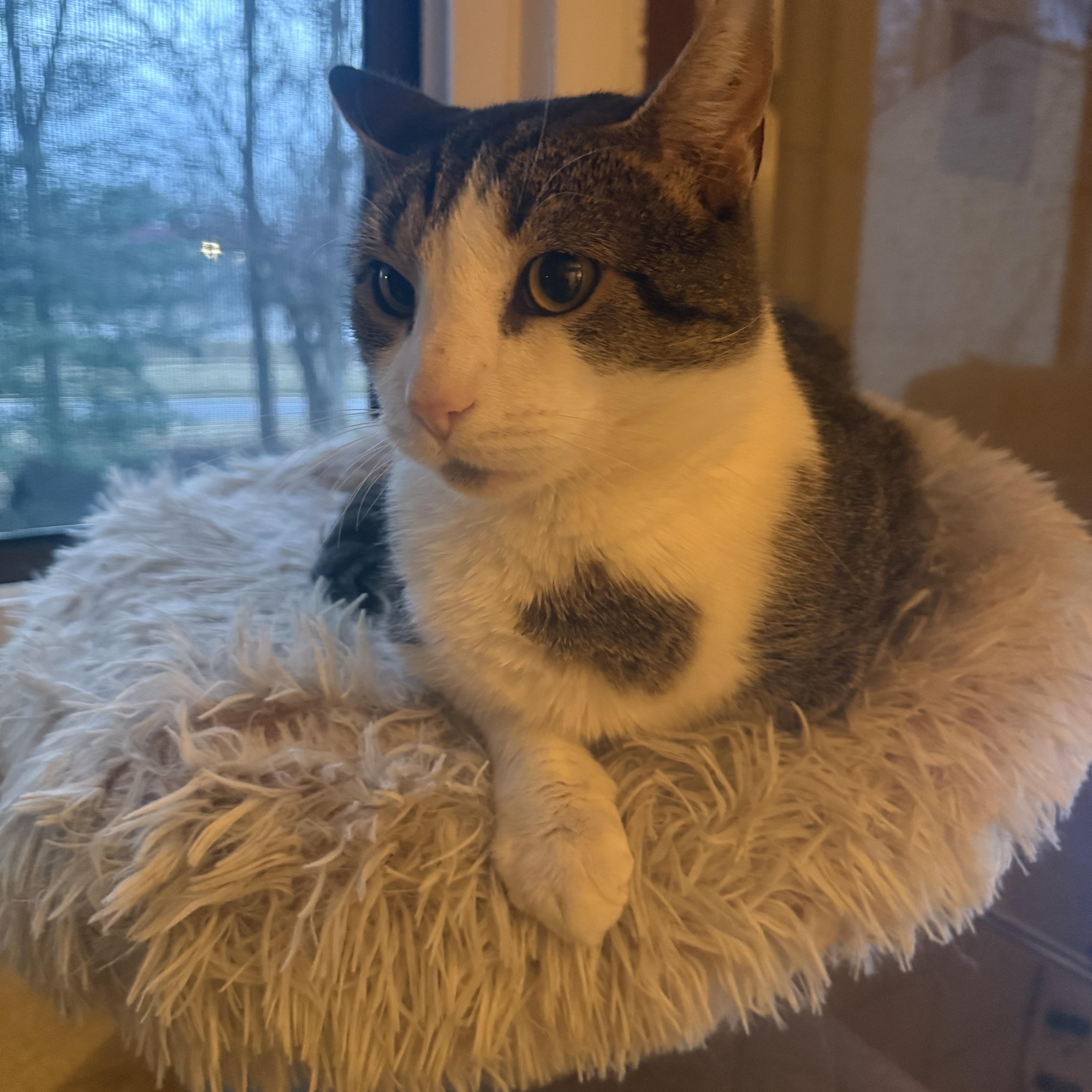 Enlarge Dot 2, an adoptable Domestic Short Hair in Fairfax, VA image 2/6