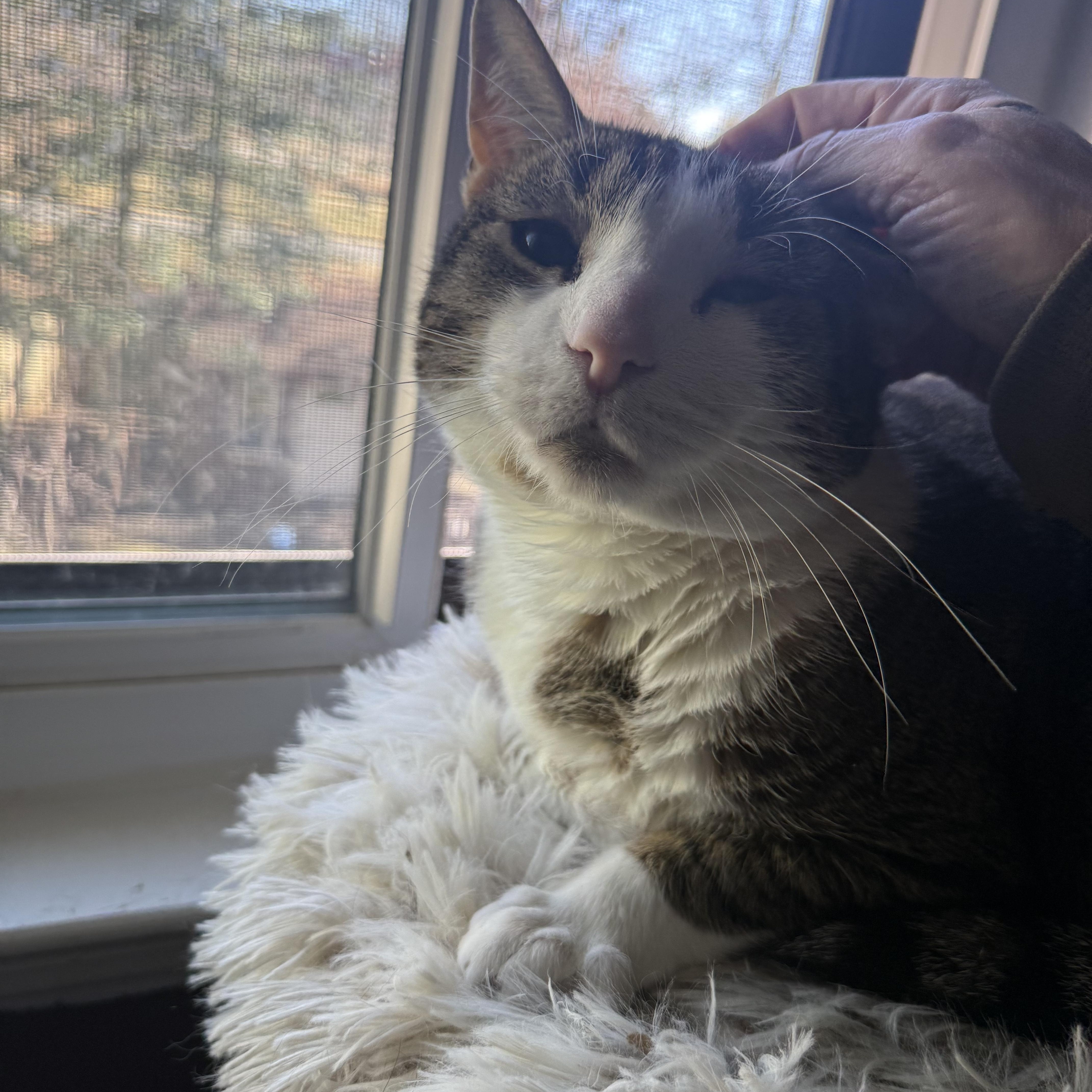 Enlarge Dot 2, an adoptable Domestic Short Hair in Fairfax, VA image 4/6