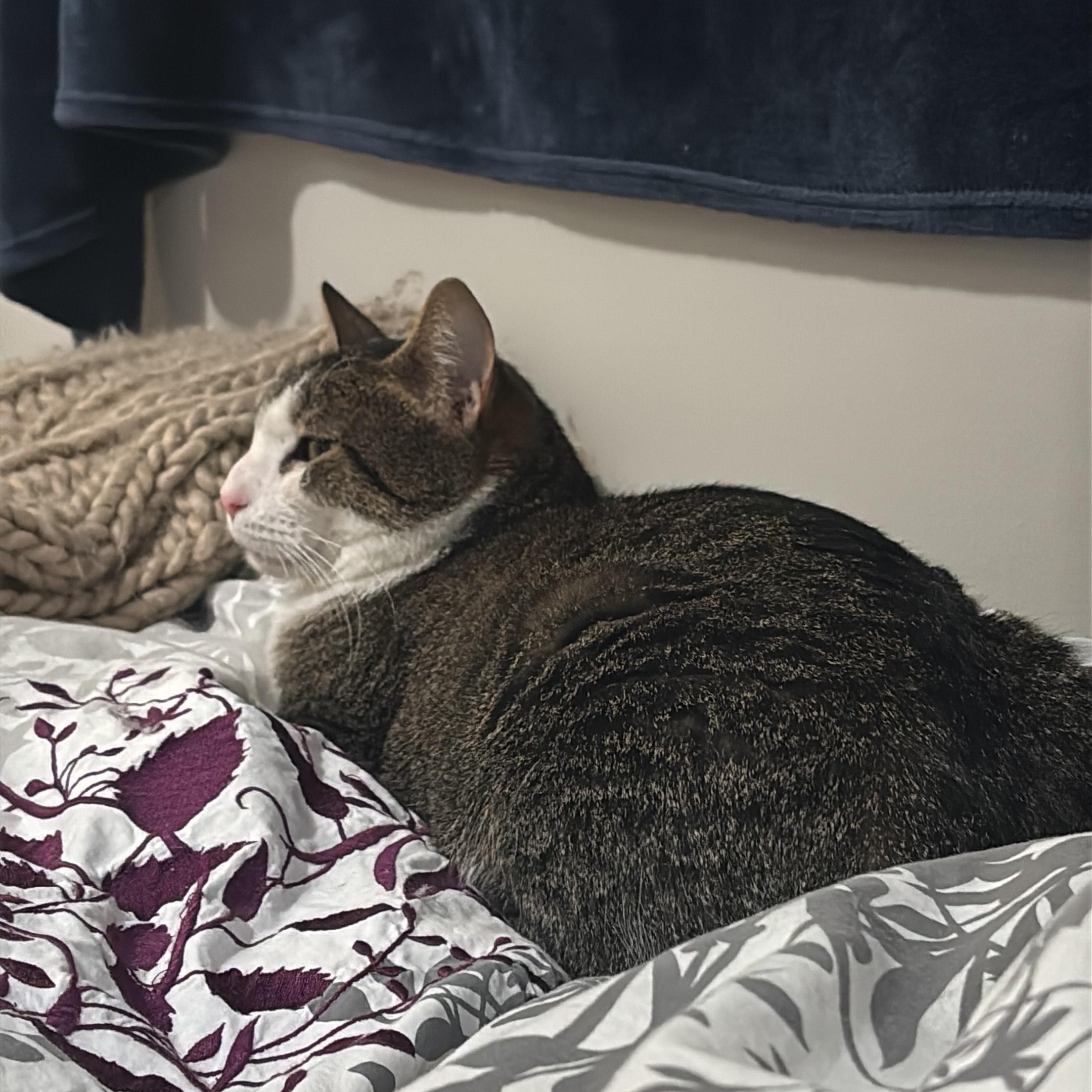 Enlarge Dot 2, an adoptable Domestic Short Hair in Fairfax, VA image 5/6
