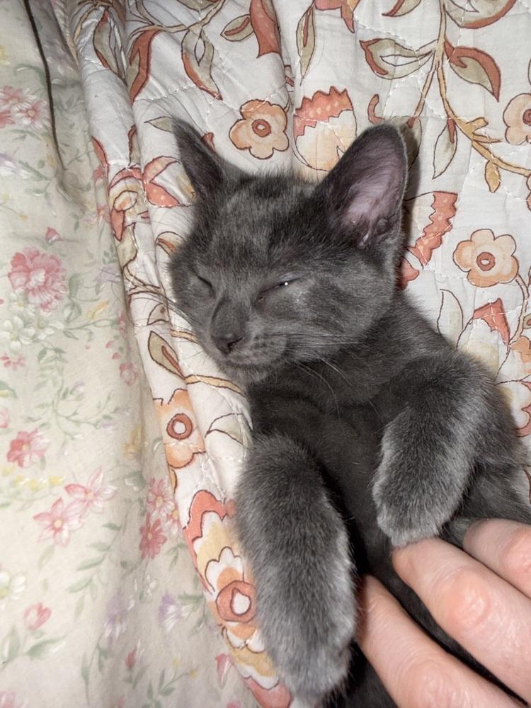 Teller, Adoptable, Kitten Male Domestic Short Hair.