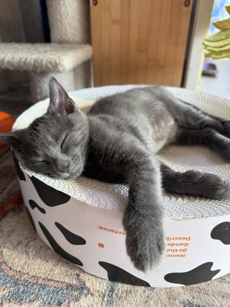 Enlarge Teller, a Adoptable Domestic Short Hair in Bellingham, WA image 2/6