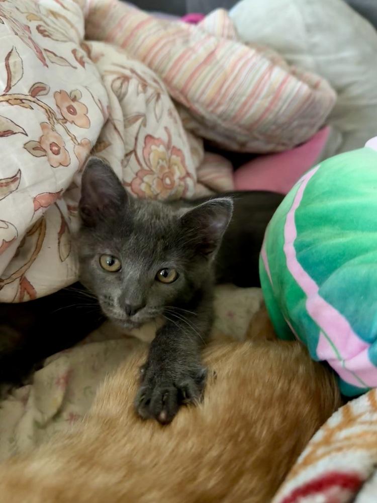 Enlarge Teller, a Adoptable Domestic Short Hair in Bellingham, WA image 3/6
