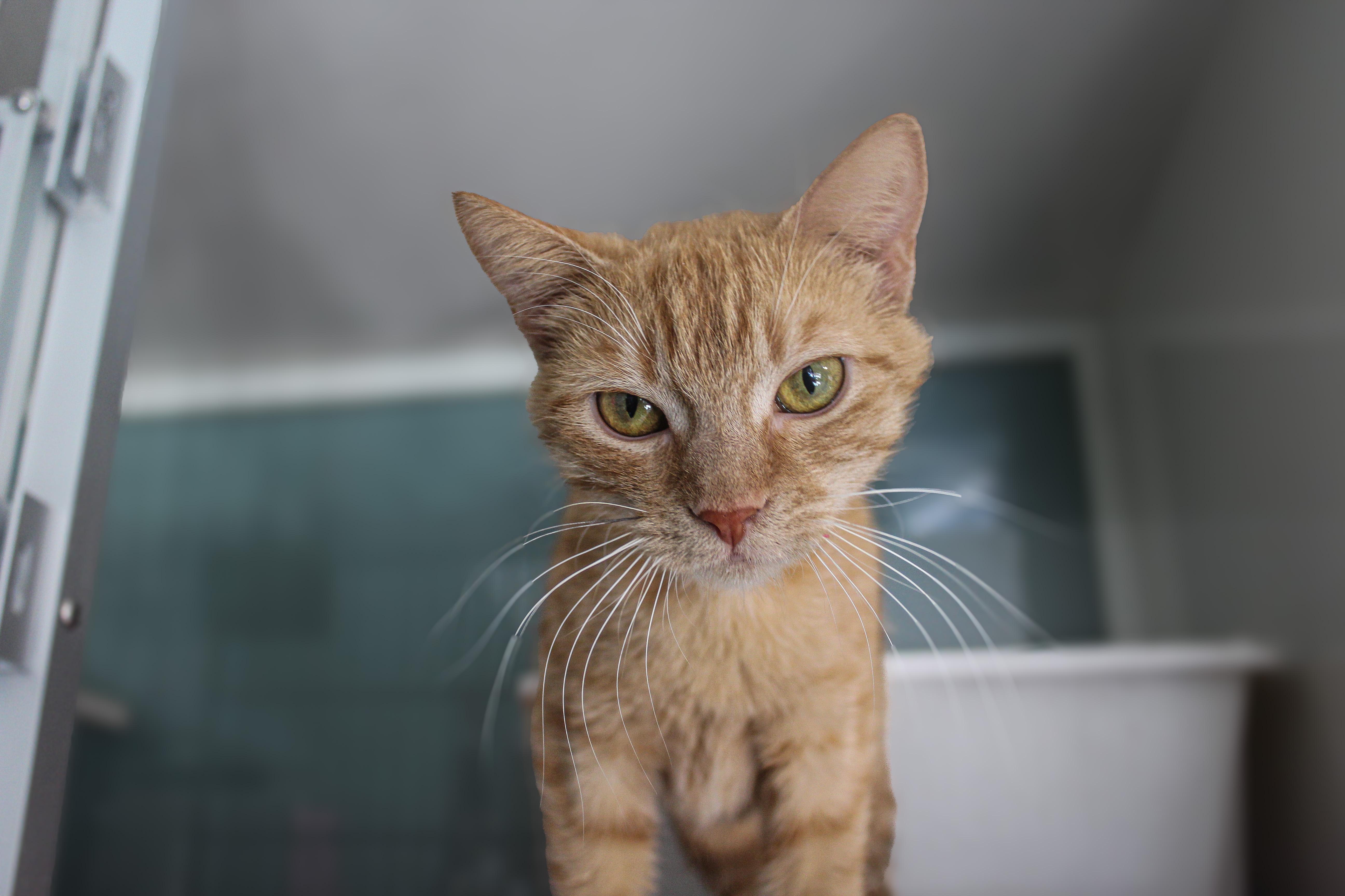 Valencia, a ADOPTABLE Domestic Short Hair in Hutchinson, MN image 3/6