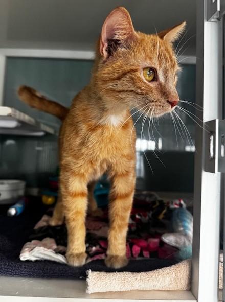 Valencia, a ADOPTABLE Domestic Short Hair in Hutchinson, MN image 4/6