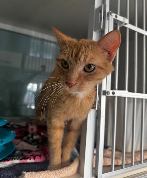 Valencia, a ADOPTABLE Domestic Short Hair in Hutchinson, MN image 6/6