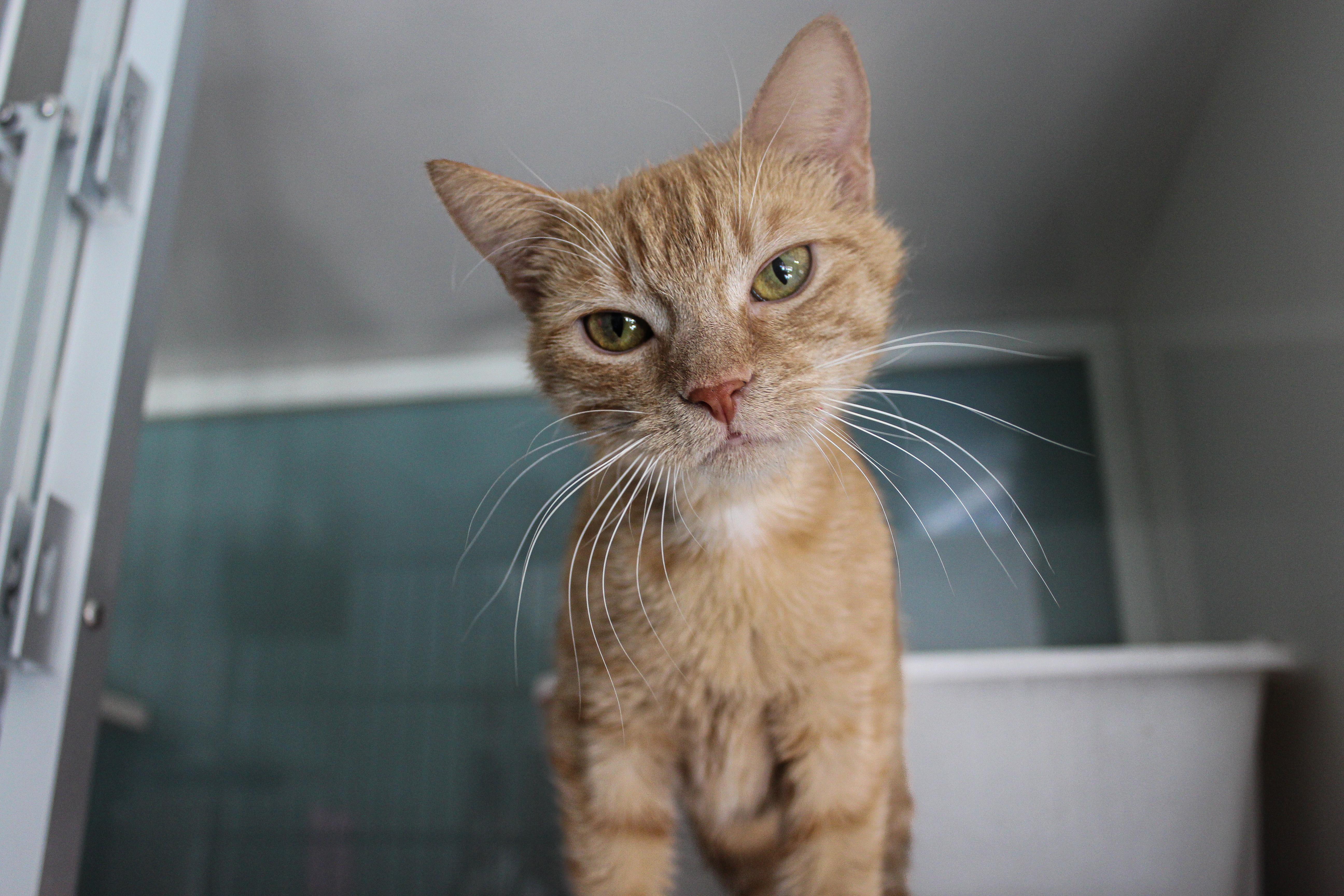 Valencia, a ADOPTABLE Domestic Short Hair in Hutchinson, MN image 5/6