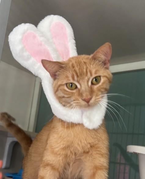 Valencia, a ADOPTABLE Domestic Short Hair in Hutchinson, MN image 1/6