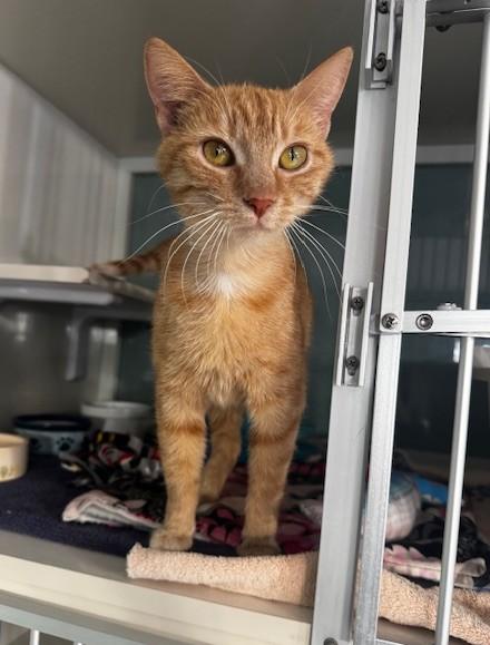 Valencia, a ADOPTABLE Domestic Short Hair in Hutchinson, MN image 2/6