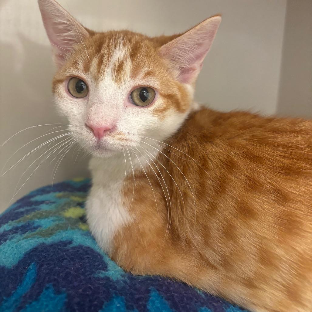 Kiley, Adoptable, Kitten Female Domestic Short Hair.