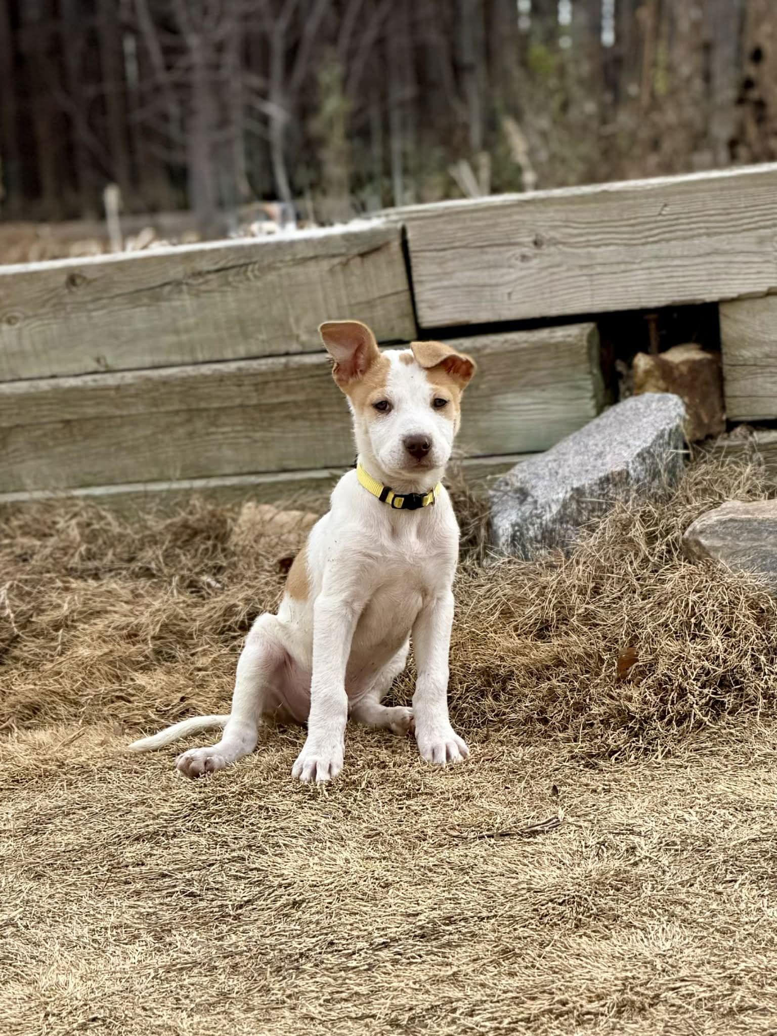 Enlarge Eggnog, a Adoptable mixed breed in Denver, CO image 1/3