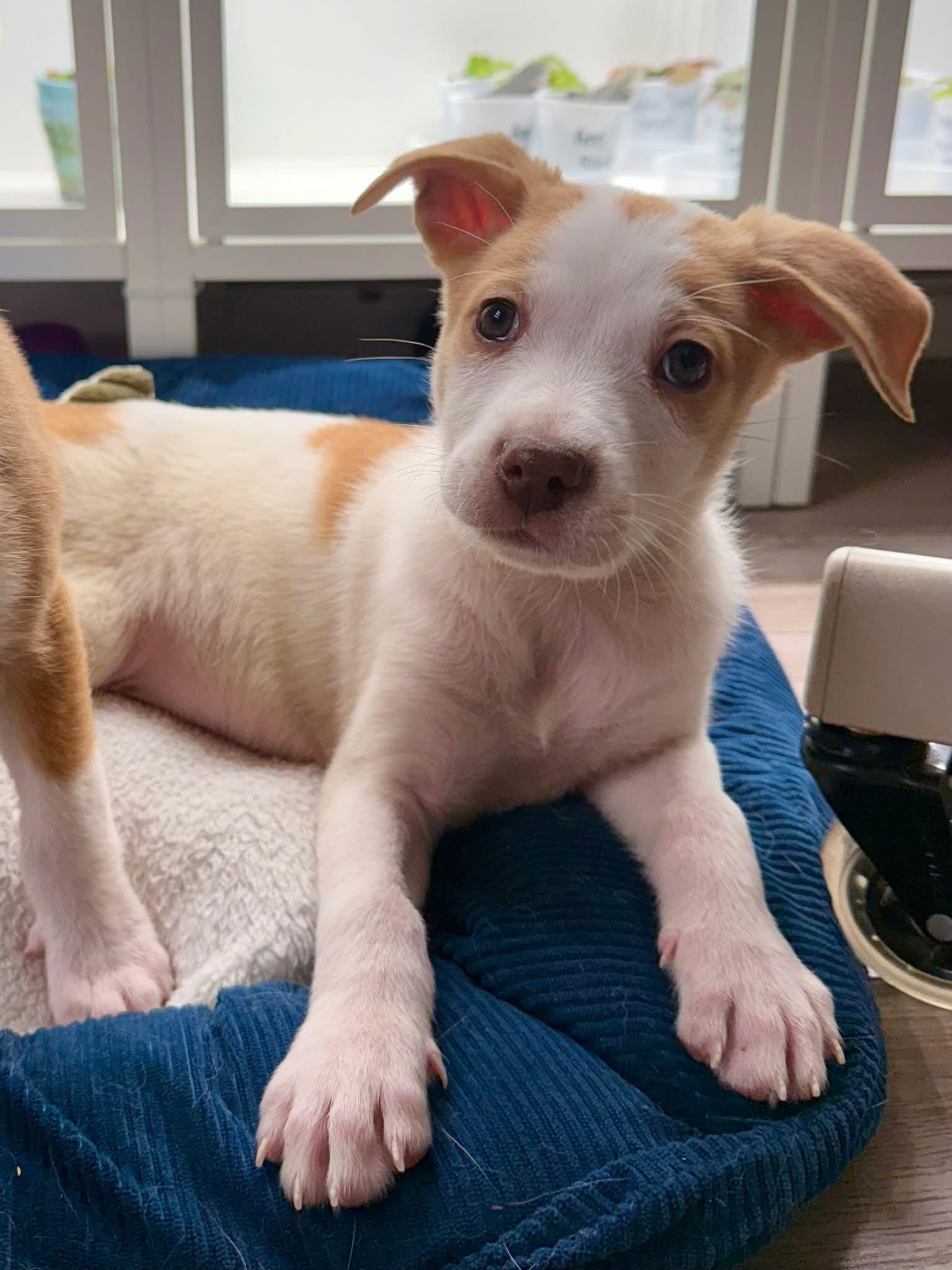 Eggnog, Adoptable, Young Male Mixed Breed.