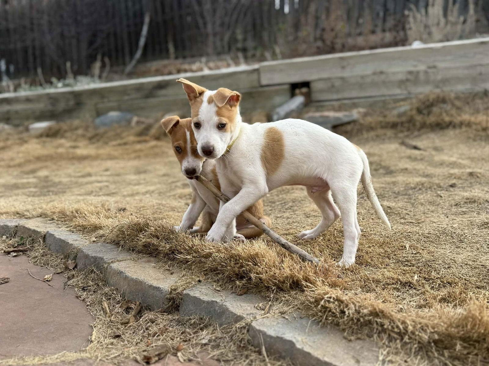 Enlarge Eggnog, a Adoptable mixed breed in Denver, CO image 3/3