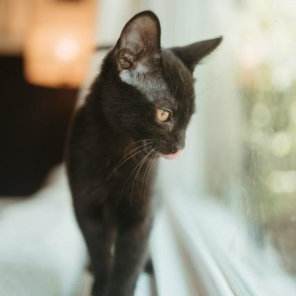 Otis