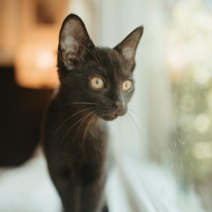 Otis, Baby Male Domestic Short Hair