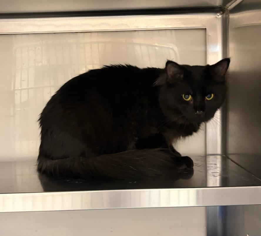 Kuzco, Adopted, Kitten Male Domestic Long Hair.
