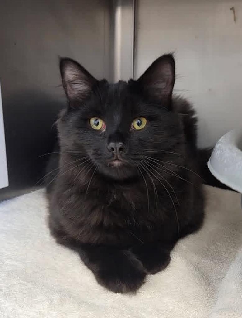 Enlarge Kuzco, a Adopted mixed breed in Liverpool, NY image 2/2