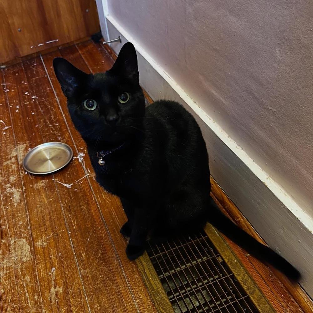 Enlarge Ralphie, a Adoptable Domestic Short Hair in Trenton, ME image 2/3