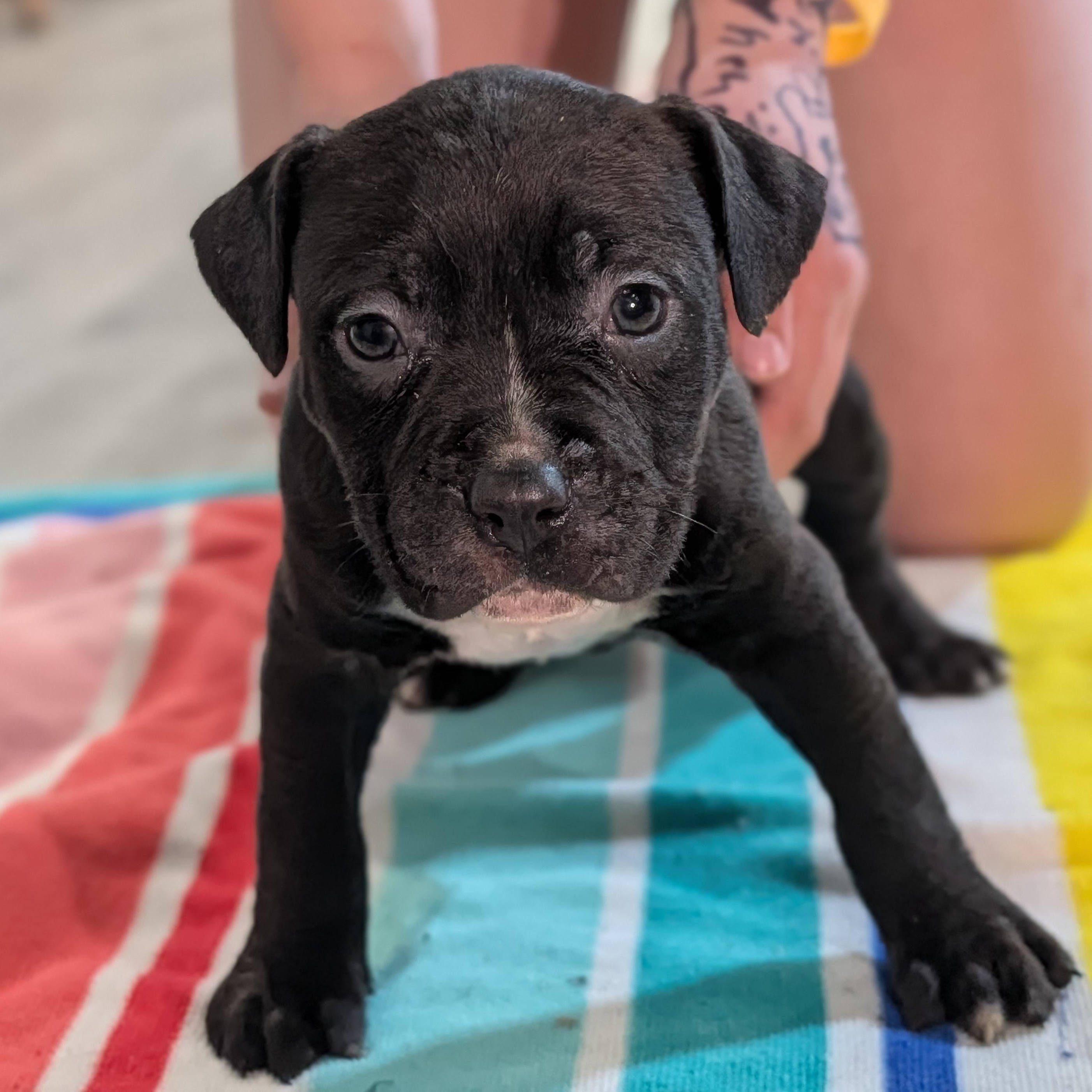 Tommy (Rugrats Pup), ADOPTABLE, Puppy Male Mixed Breed.