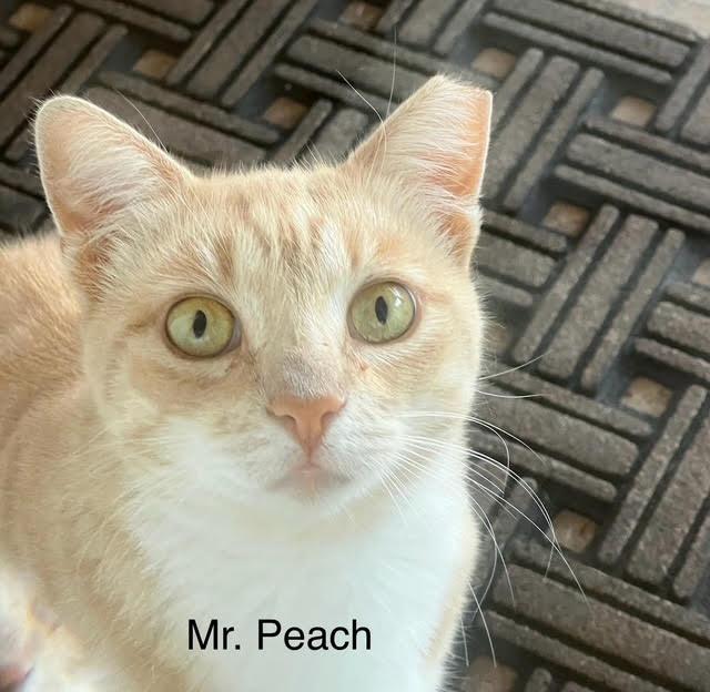 Mr. Peach