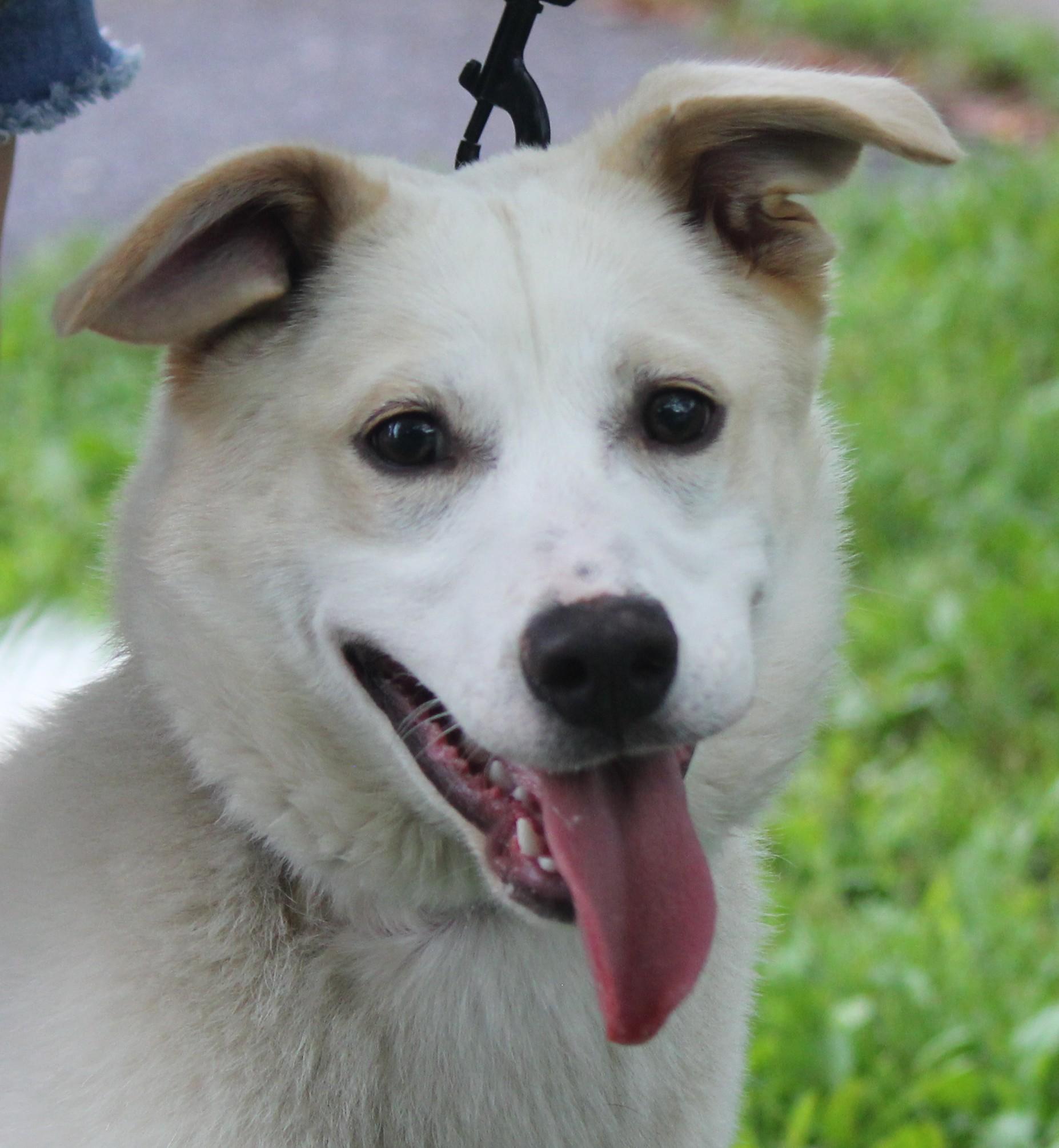 Zena, a Adoptable mixed breed in Hayward, WI image 1/4