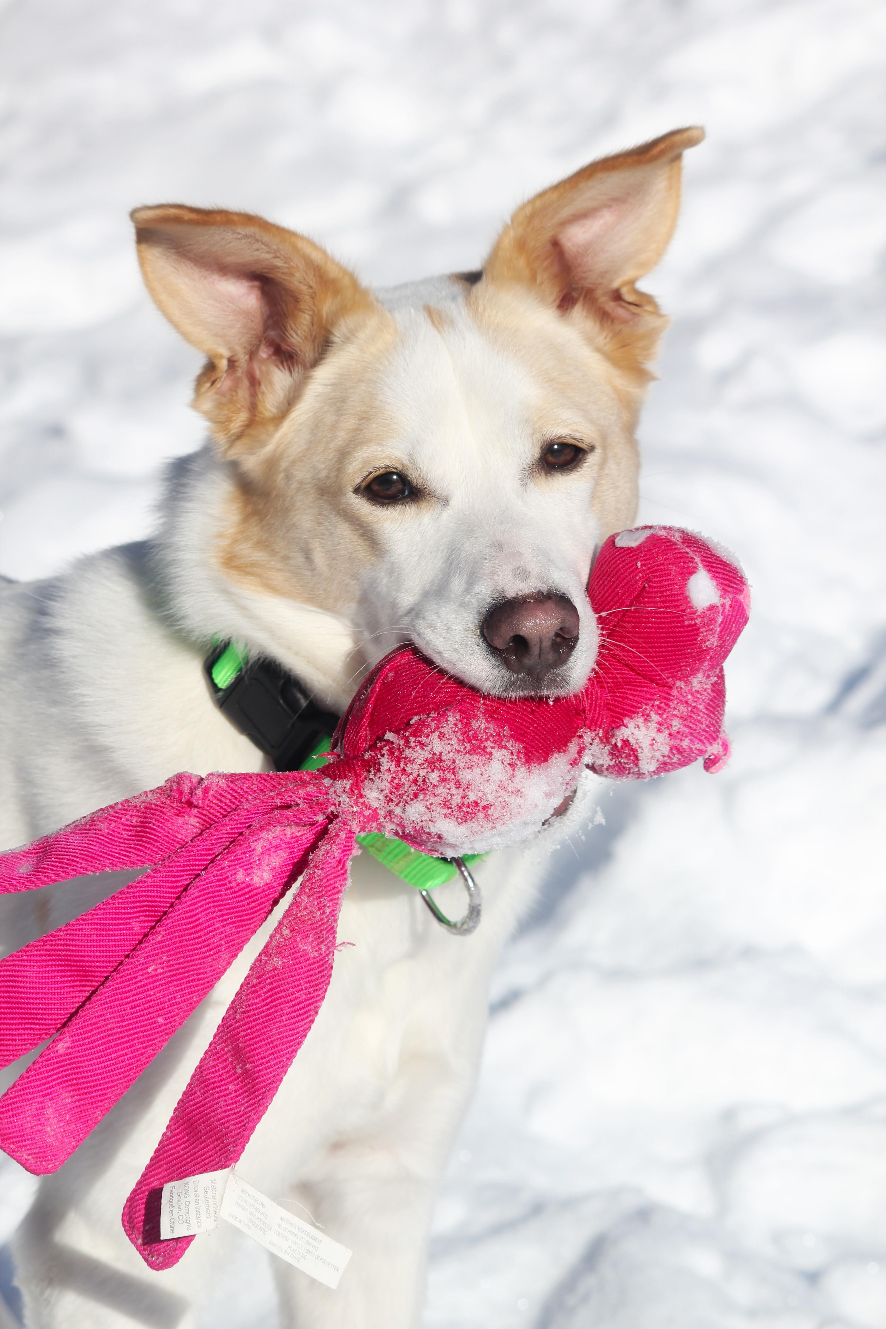 Zena, a Adoptable mixed breed in Hayward, WI image 1/6