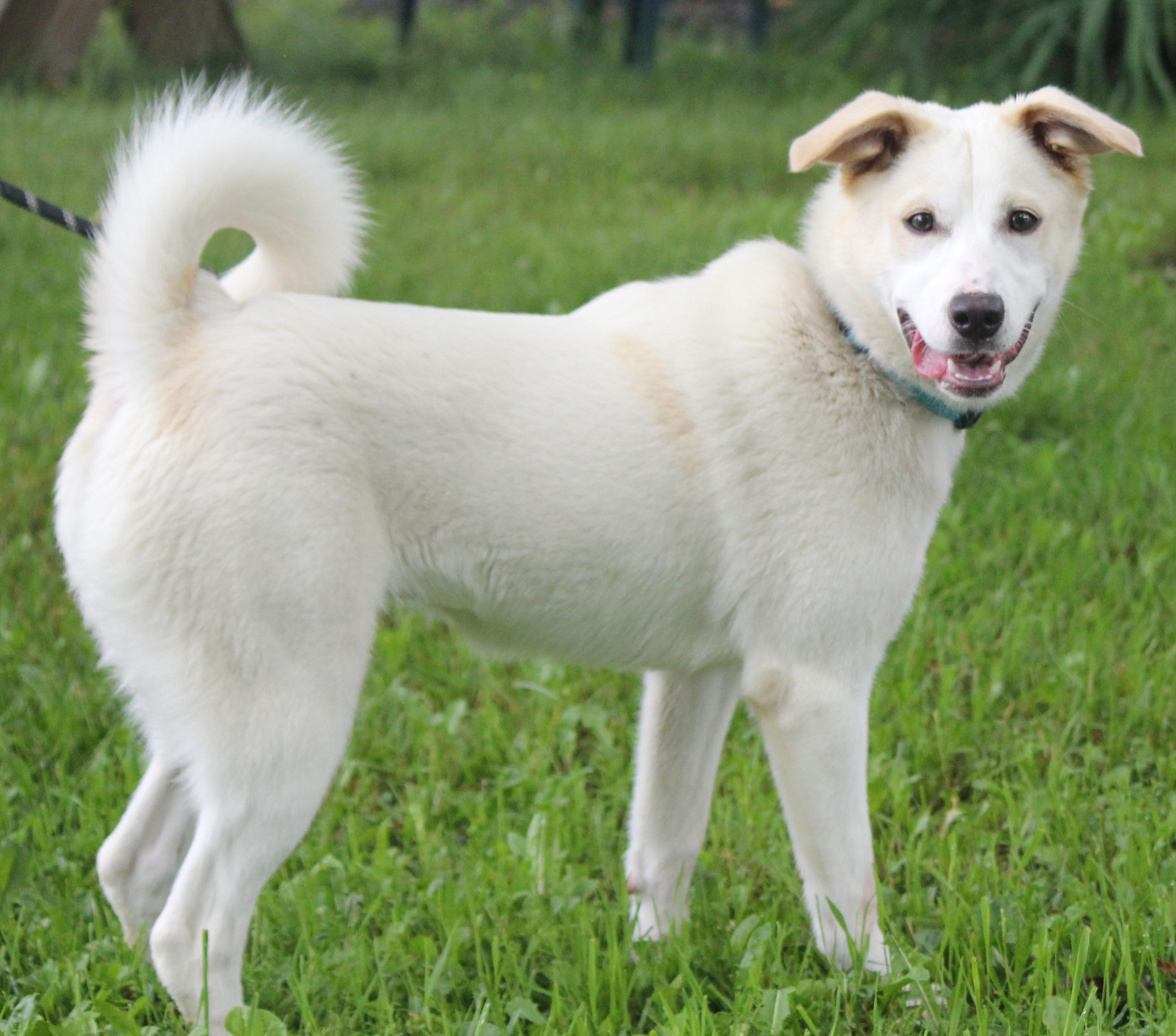 Zena, a Adoptable mixed breed in Hayward, WI image 2/4