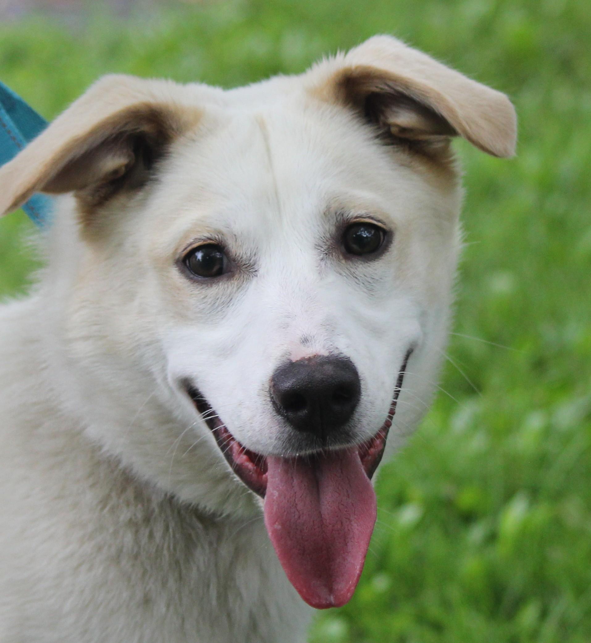 Zena, a Adoptable mixed breed in Hayward, WI image 3/4