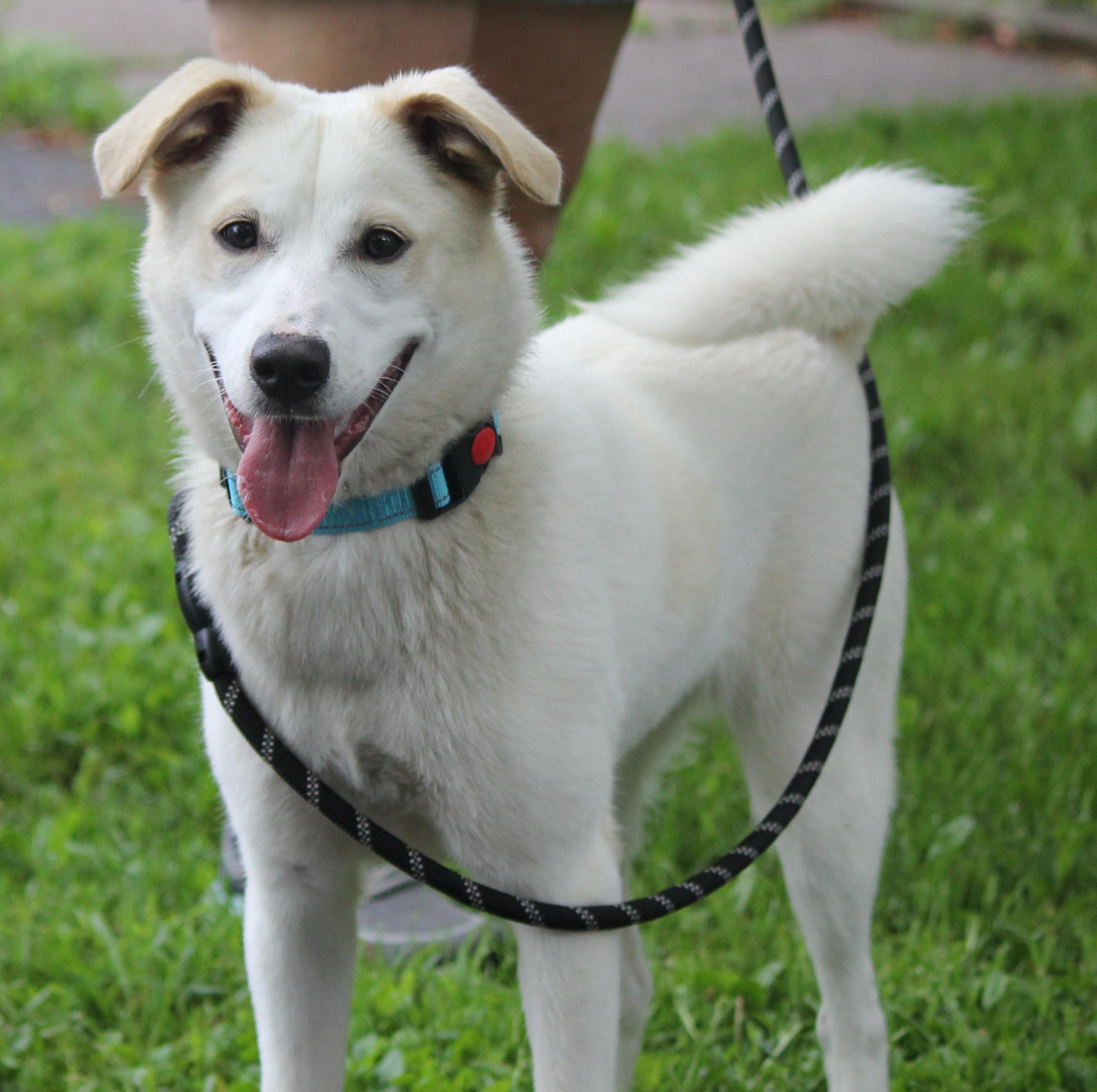Zena, a Adoptable mixed breed in Hayward, WI image 4/4