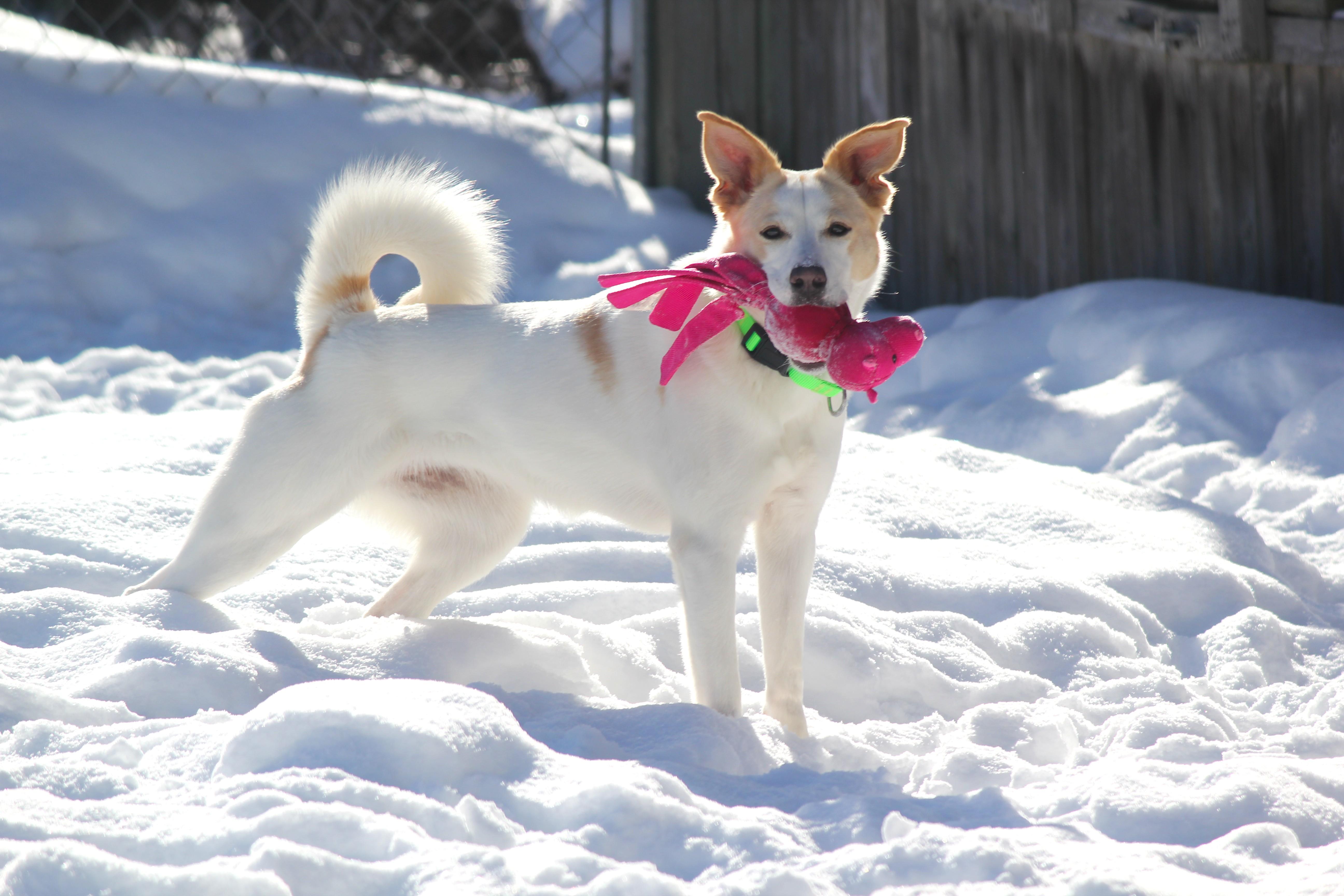 Zena, a Adoptable mixed breed in Hayward, WI image 2/6