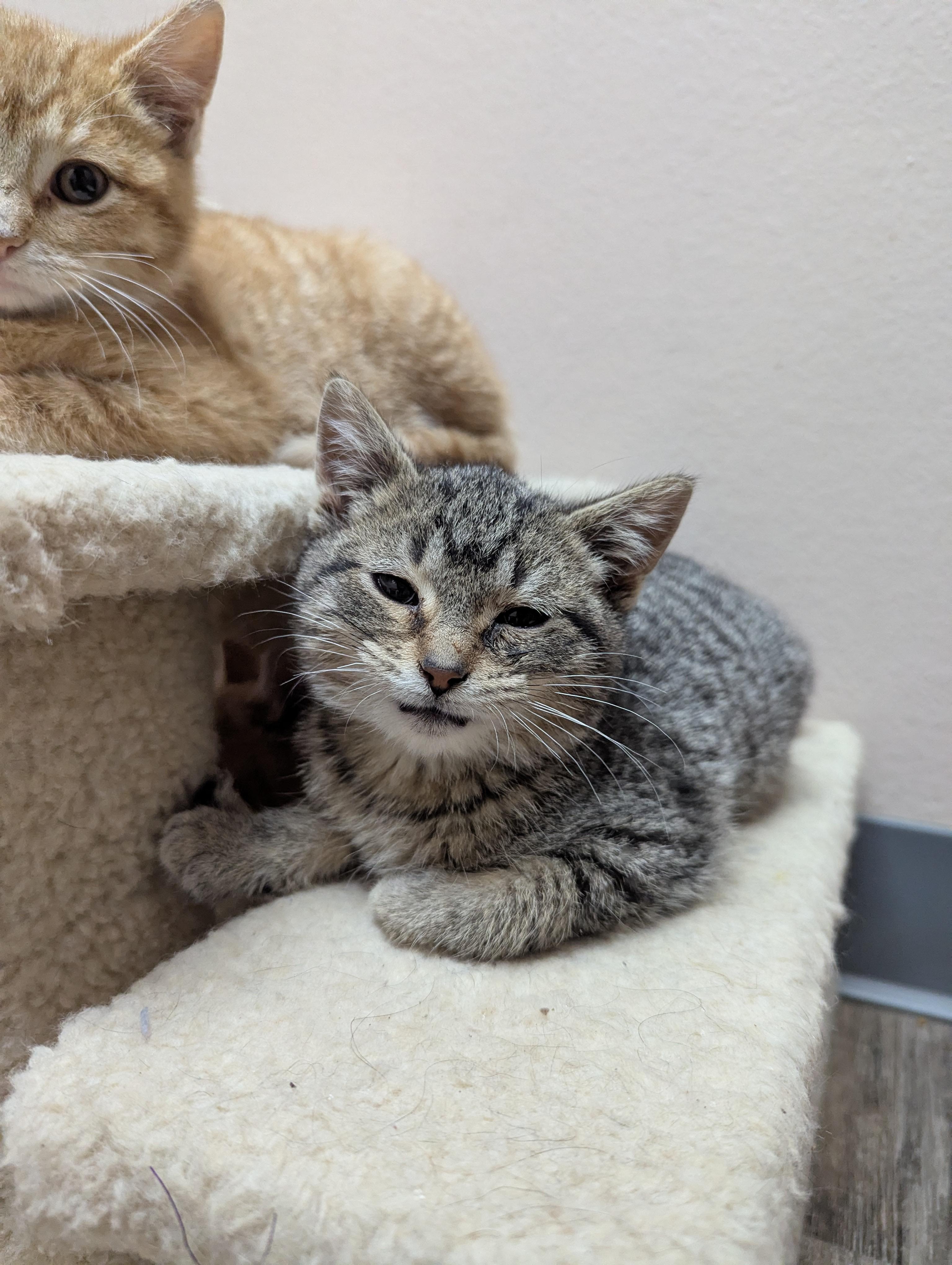 Bagel, a Adoptable Domestic Short Hair in Oconto, WI image 1/2