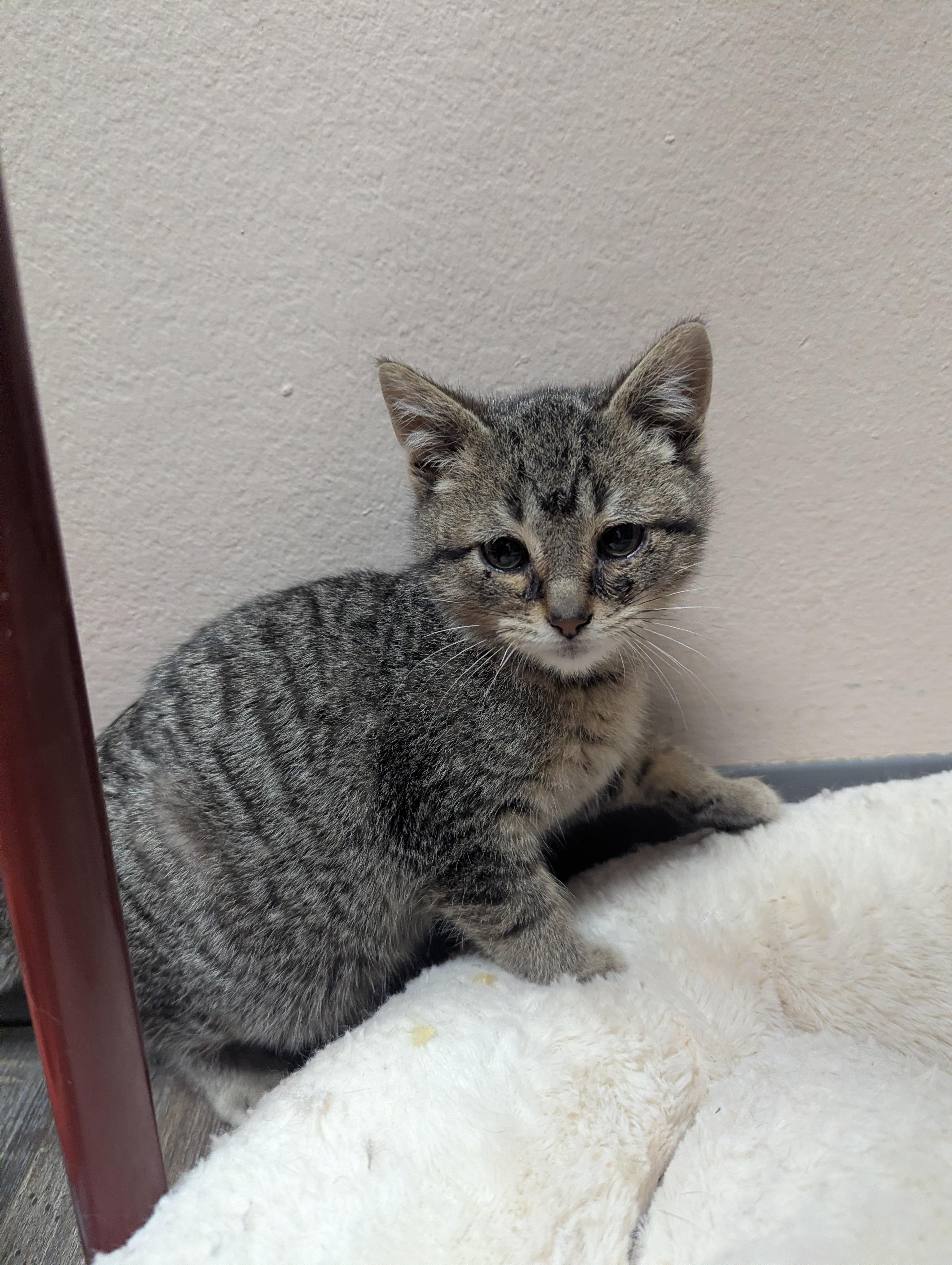 Bagel, a Adoptable Domestic Short Hair in Oconto, WI image 2/2