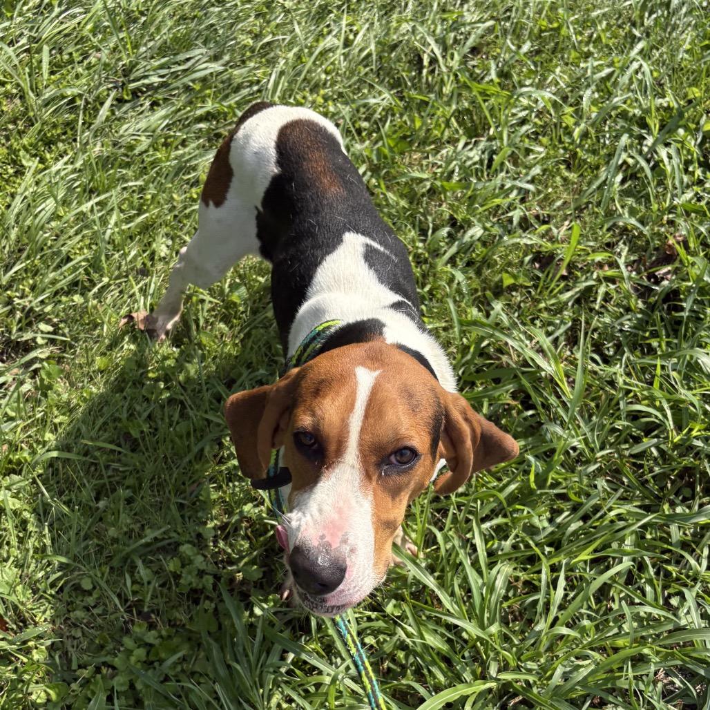 Code, a Adoptable Treeing Walker Coonhound in Batavia, OH image 1/6
