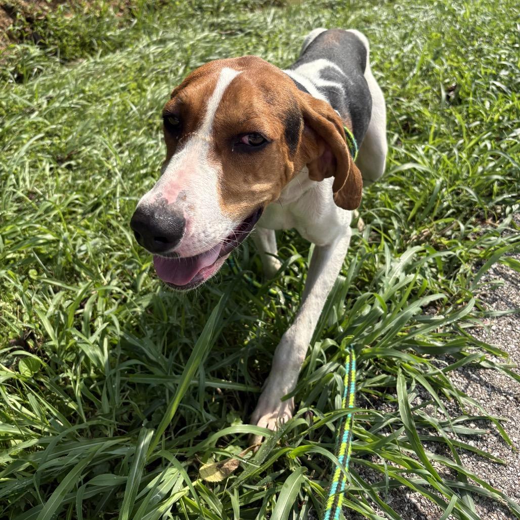 Code, a Adoptable Treeing Walker Coonhound in Batavia, OH image 2/6