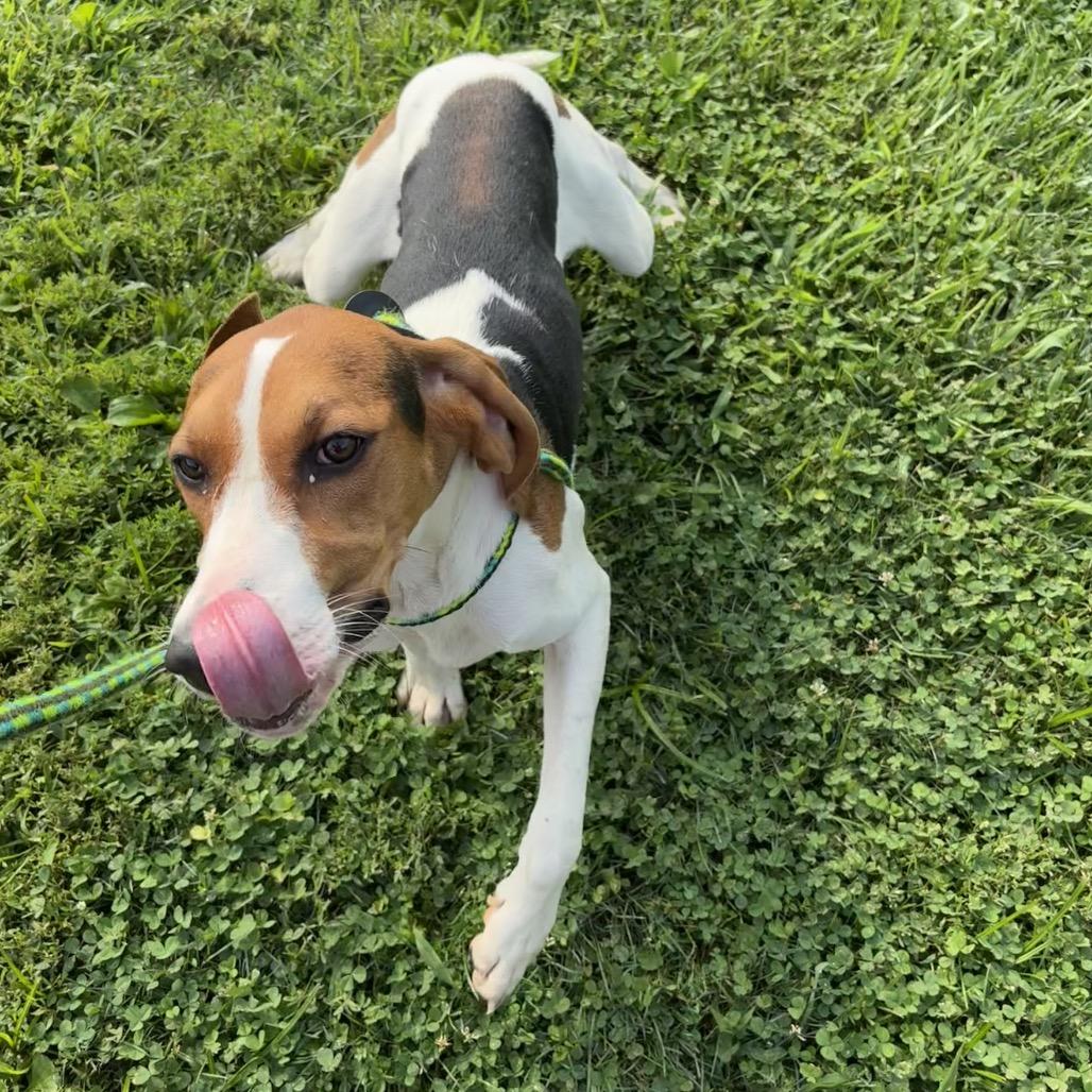 Code, a Adoptable Treeing Walker Coonhound in Batavia, OH image 3/6