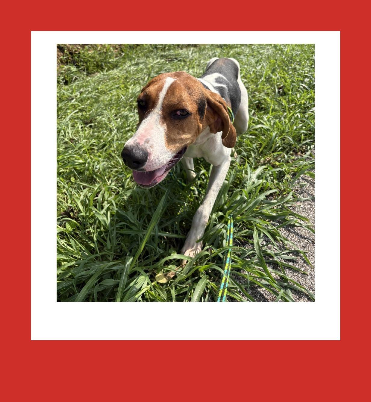 Enlarge Code, a Adoptable Treeing Walker Coonhound in Batavia, OH image 3/6