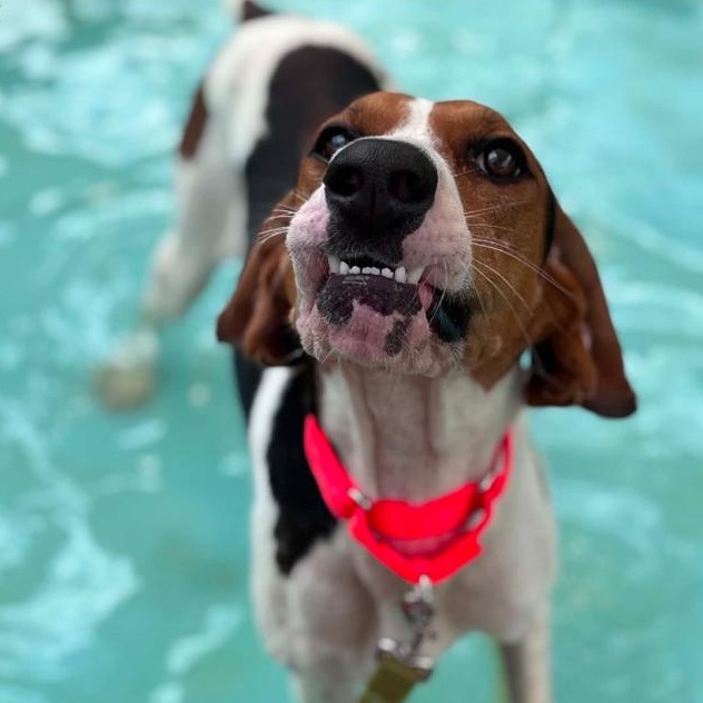 Code, Adoptable, Adult Female Treeing Walker Coonhound.