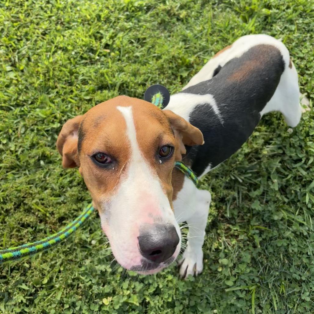 Code, a Adoptable Treeing Walker Coonhound in Batavia, OH image 4/6